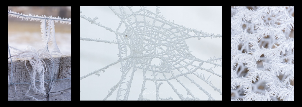 show the intricacy of soft rime ice 